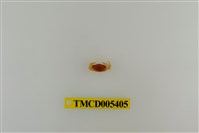 藏品(四角丑招潮蟹)的圖片